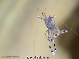 Flying Shrimp by Iyad Suleyman 